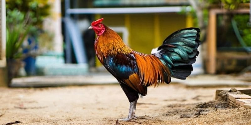 cách chăm sóc gà chọi 88clb