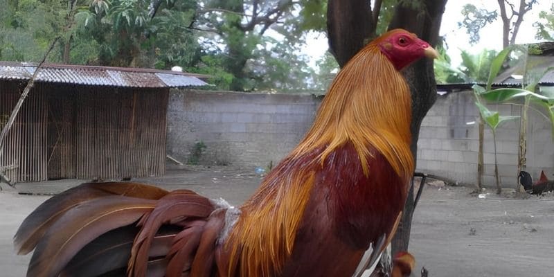 Cách chăm sóc gà chọi sau mỗi hiệp đá