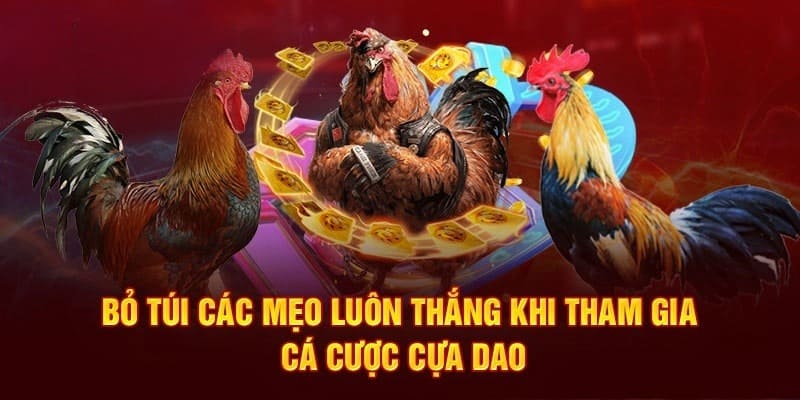 3 mẹo cược hỗ trợ bet thủ nhận thưởng từ đá gà cựa dao