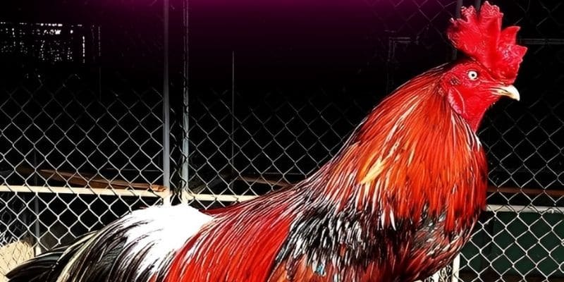 Giới thiệu về gà chọi