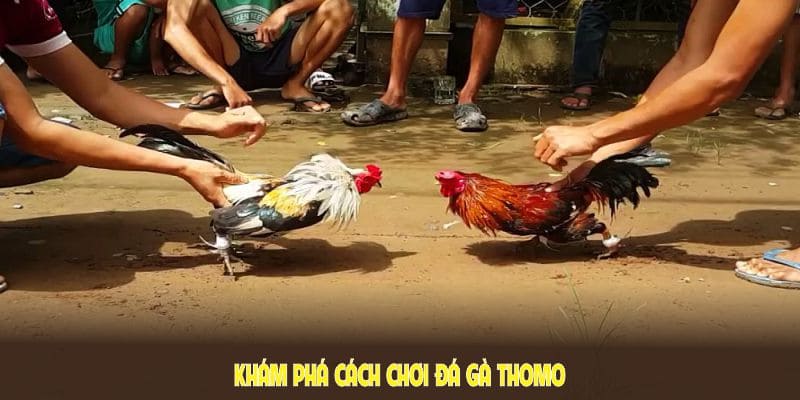 Khám phá cách chơi đá gà Thomo và sở hữu cơ hội thắng lớn
