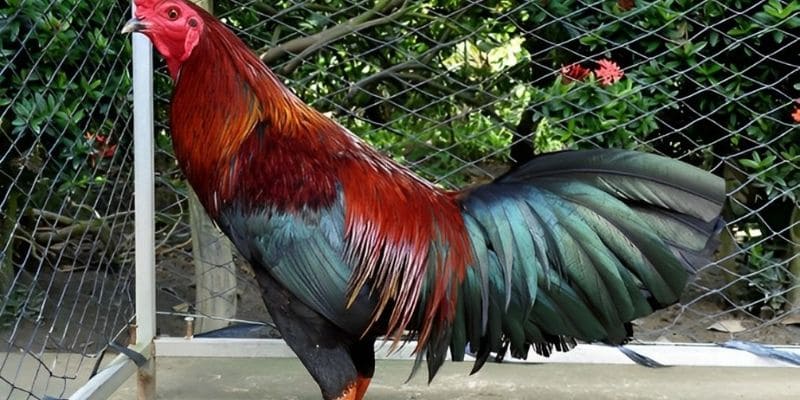 Khẩu phần ăn tốt nhất khi chăm sóc gà là gì?