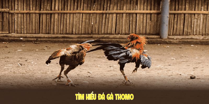 Tìm hiểu đá gà Thomo để tin vào lựa chọn cửa cược hợp lý